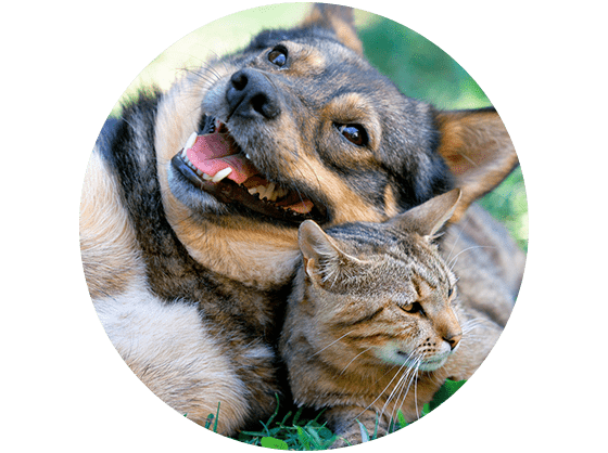 Allegro Apartments Phoenix Apartments Apartments In Phoenix Az